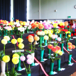 Dahlia Shows (Home and Overseas)